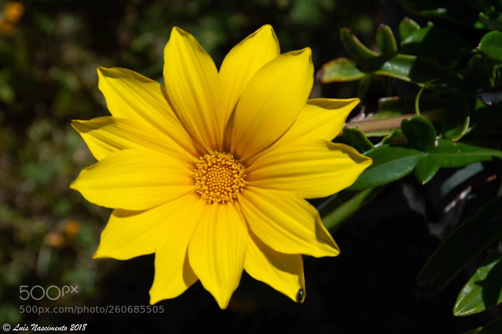 Nikon D7200 sample photo. Flowers photography