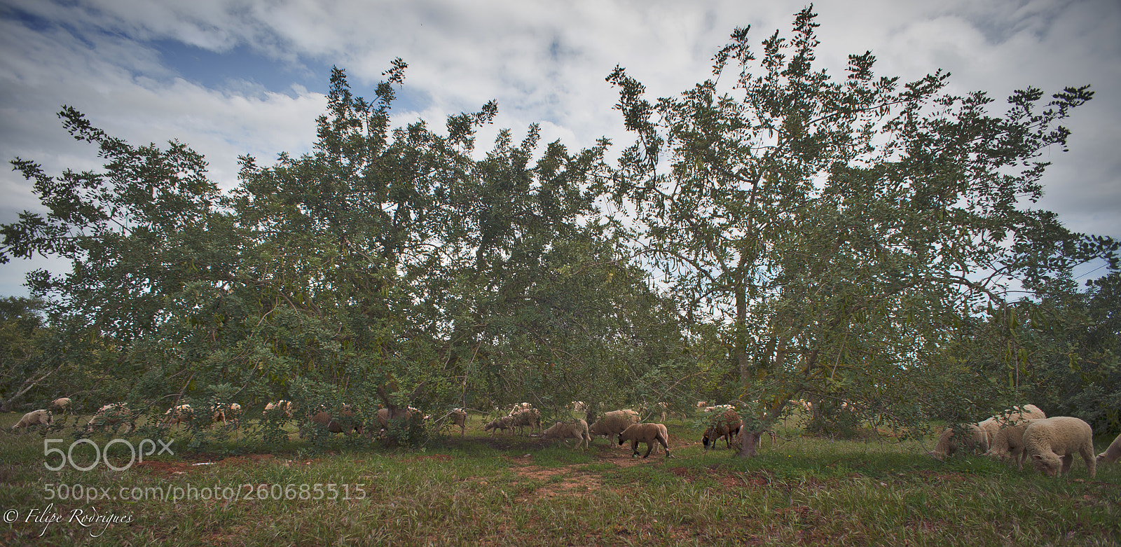 Nikon D800E sample photo. Alfarrobeiras photography