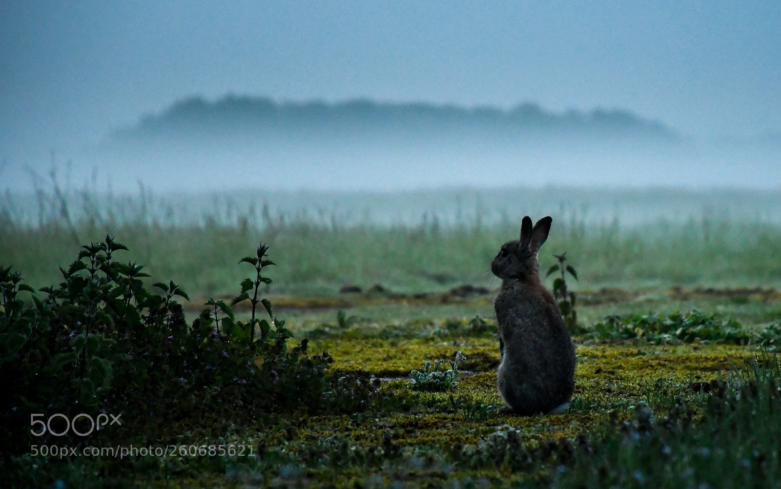 Nikon D7500 sample photo. Rabbit at first light photography