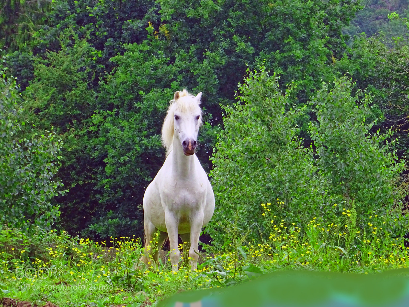 Sony DSC-HX60V sample photo. White horse photography