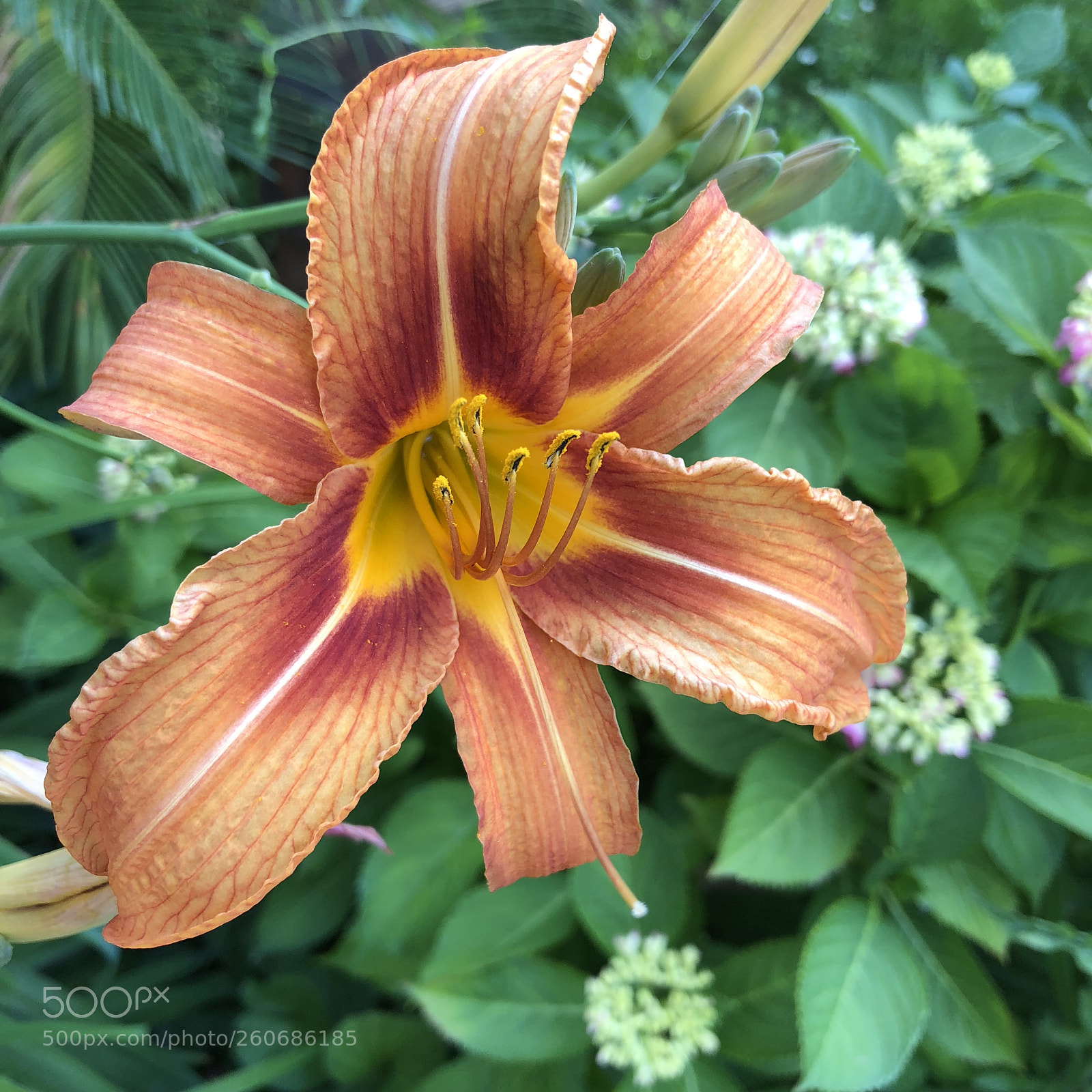 Apple iPhone X sample photo. Giardino fiorito photography