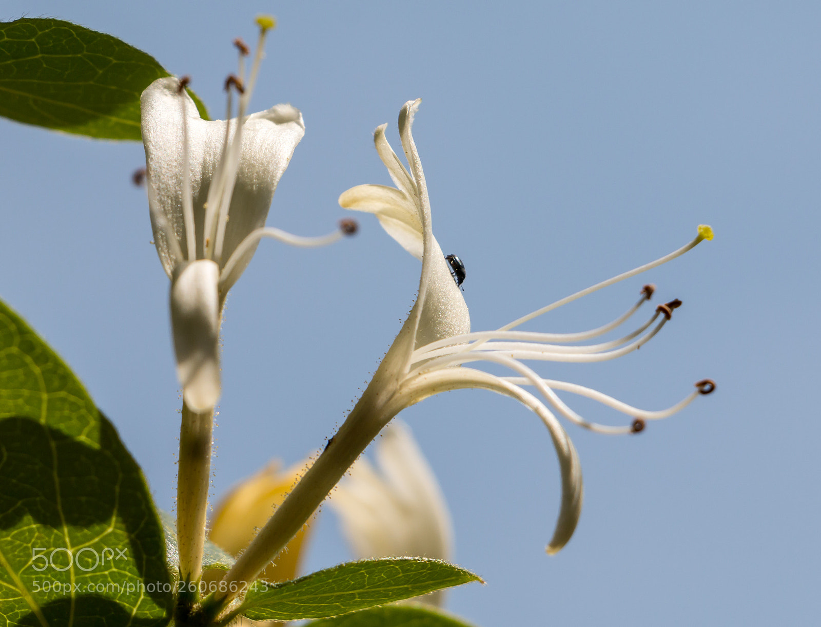 Canon EOS 70D sample photo. Honeysuckle photography