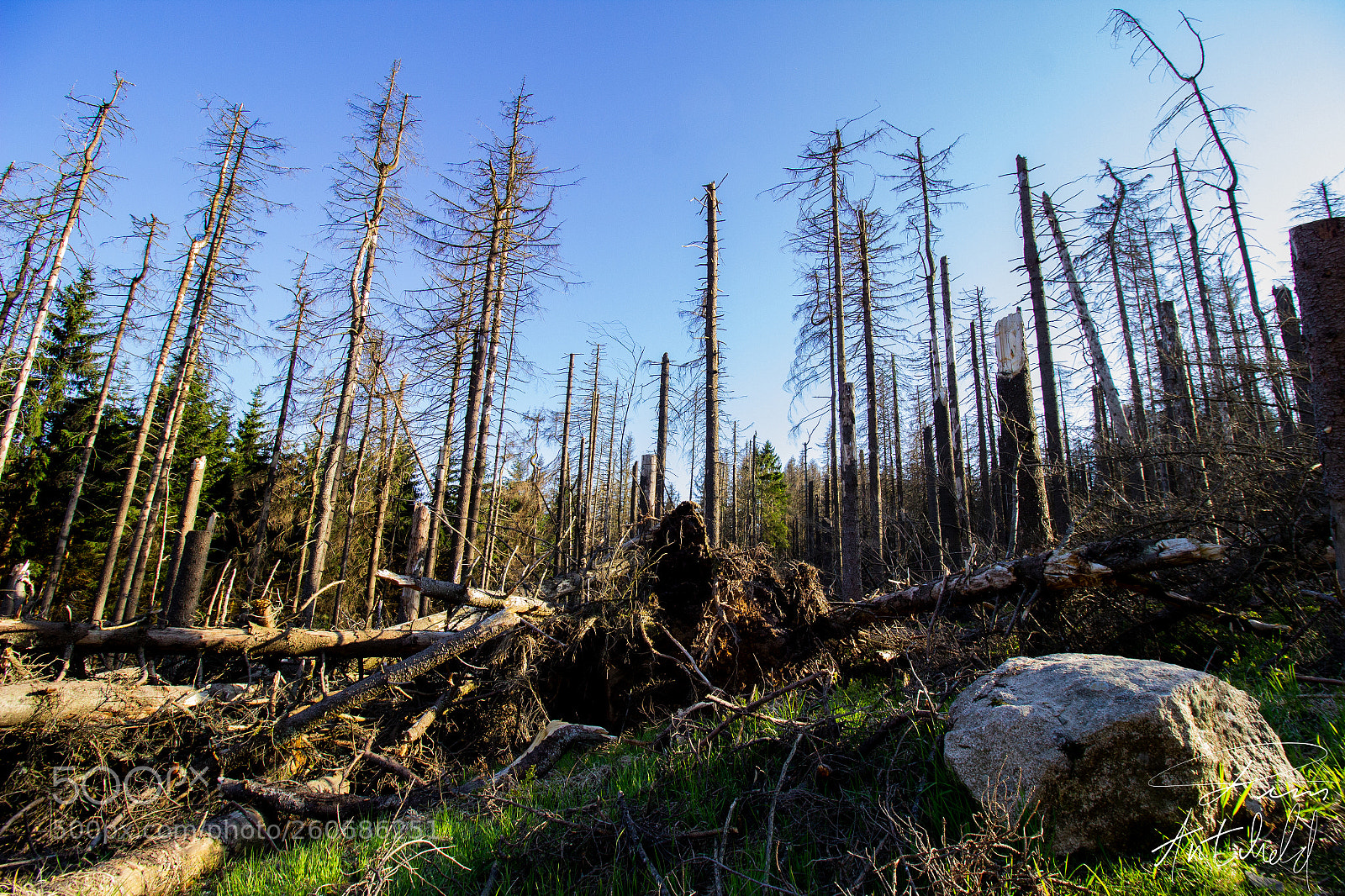 Canon EOS 600D (Rebel EOS T3i / EOS Kiss X5) sample photo. Dead trees. photography