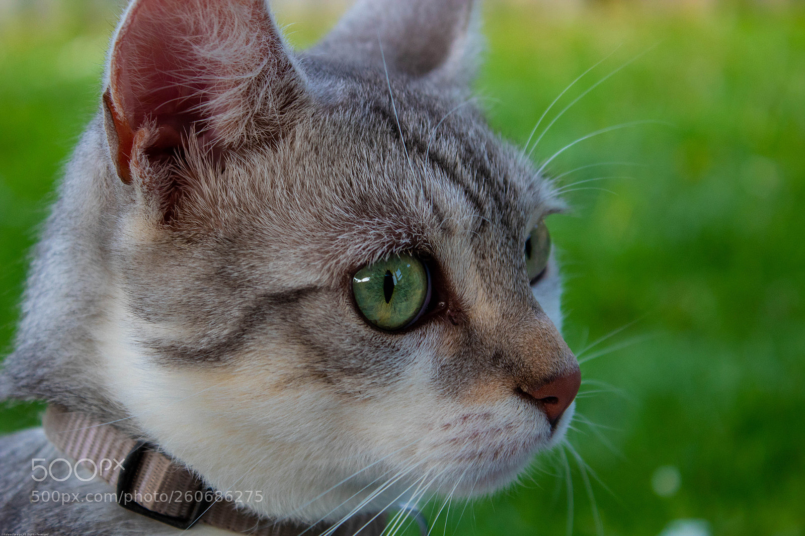 Canon EOS 1300D (EOS Rebel T6 / EOS Kiss X80) sample photo. Cidregas photography