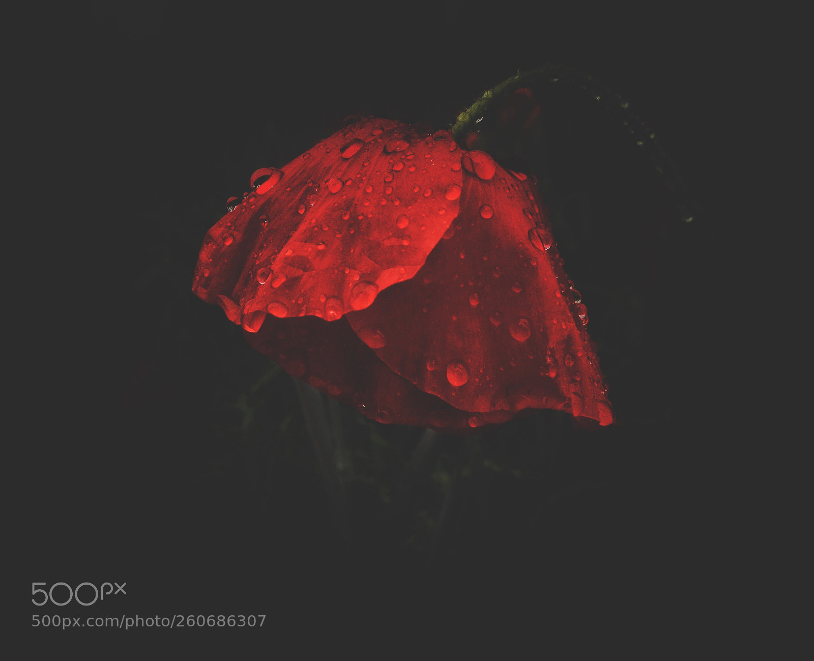 Apple iPhone 4S sample photo. Rote. photography