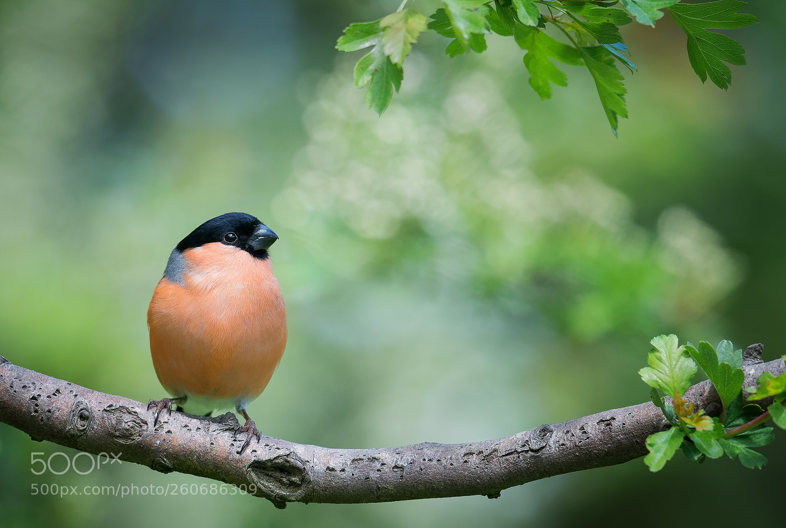 Nikon D800 sample photo. Male bullfinch photography