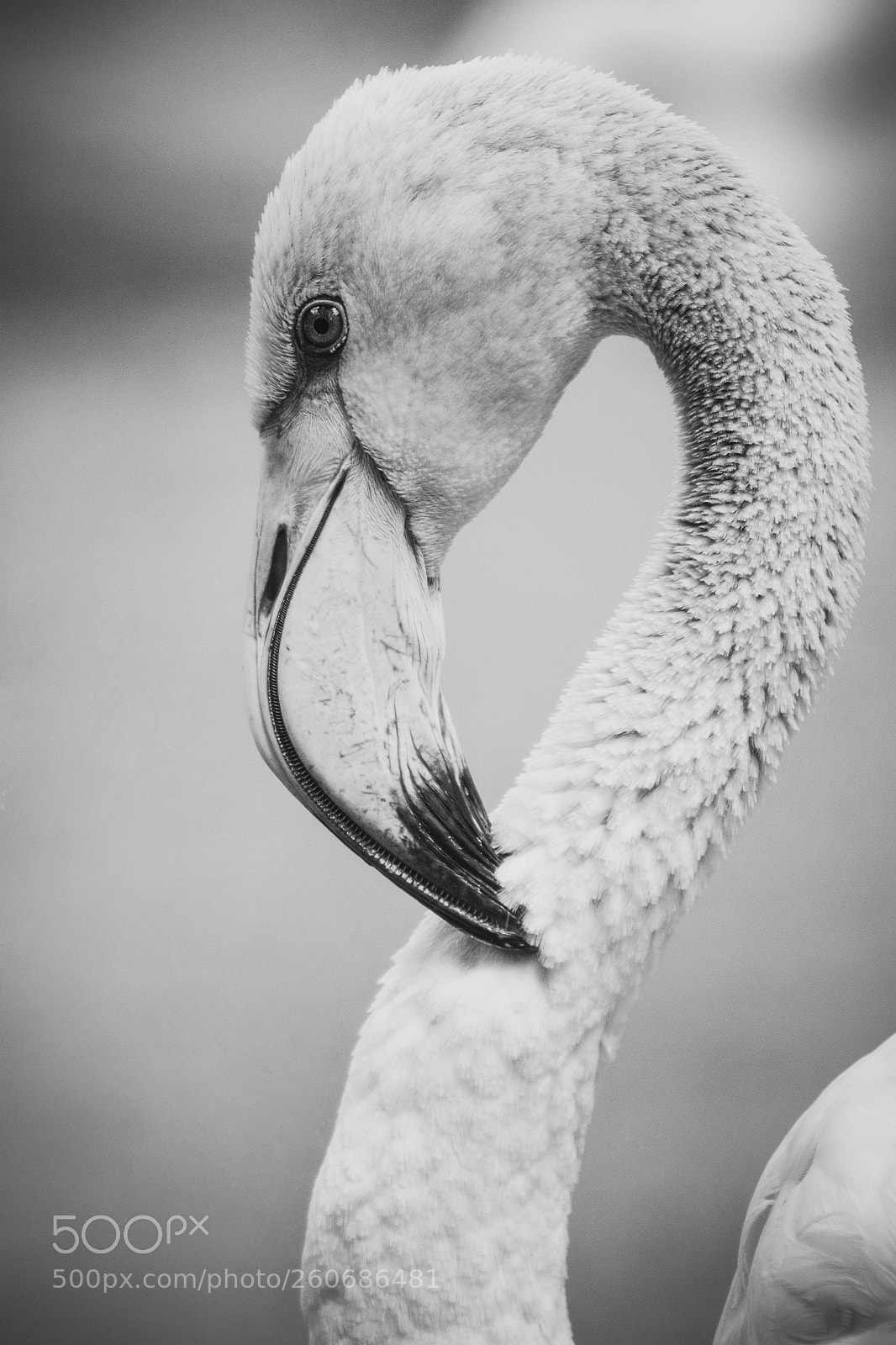 Nikon D7100 sample photo. Greater flamingo photography