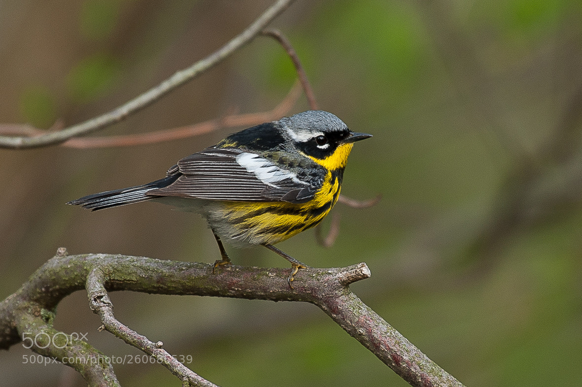 Nikon D700 sample photo. Magnolia warbler photography