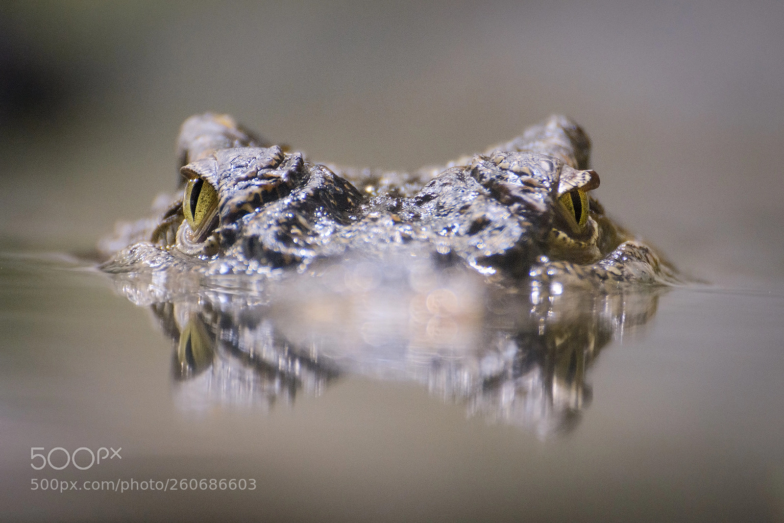 Nikon D7100 sample photo. Siamese crocodile photography