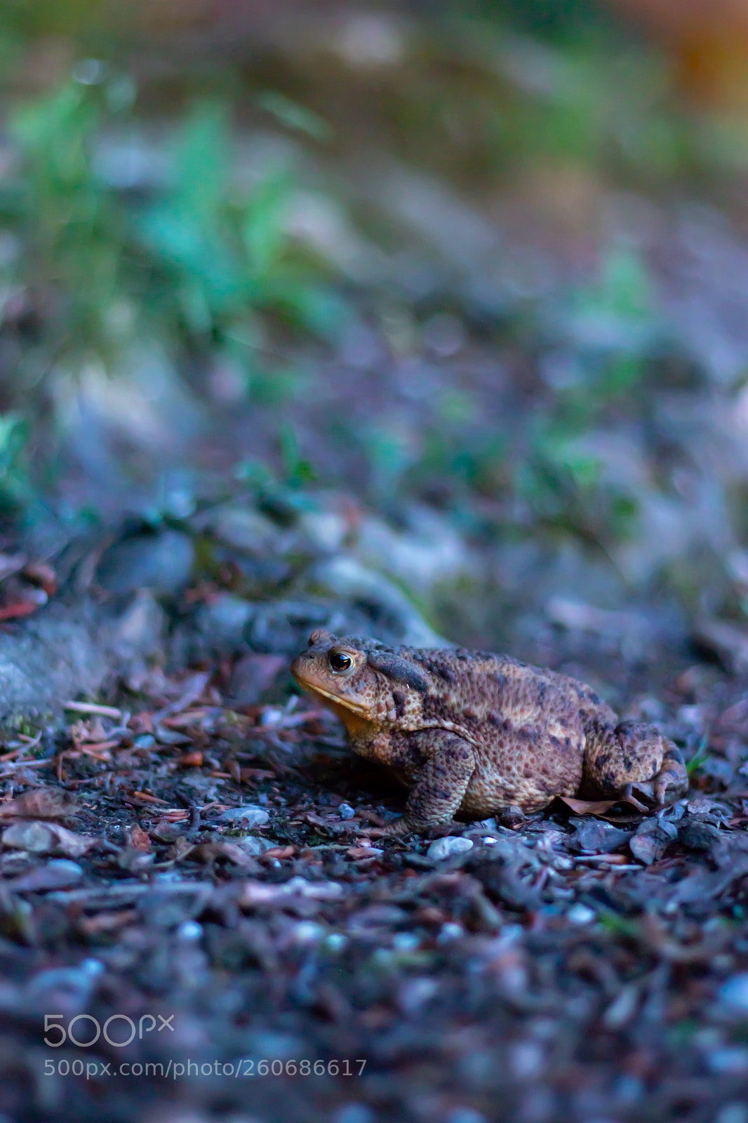 Canon EOS 80D sample photo. Frog in nature photography