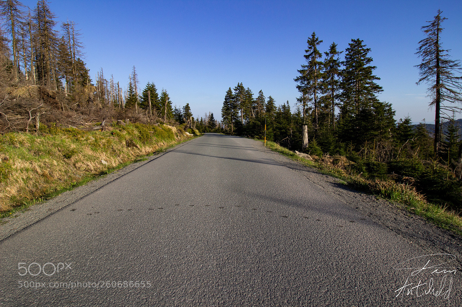 Canon EOS 600D (Rebel EOS T3i / EOS Kiss X5) sample photo. Dog trail. photography