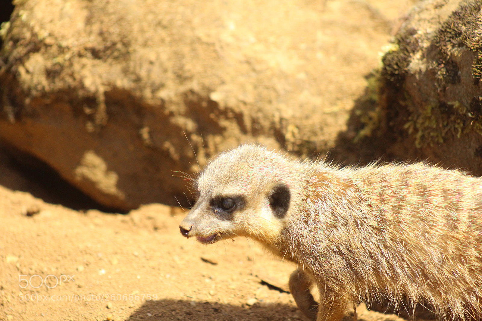 Canon EOS 100D (EOS Rebel SL1 / EOS Kiss X7) sample photo. Meerkat  photography