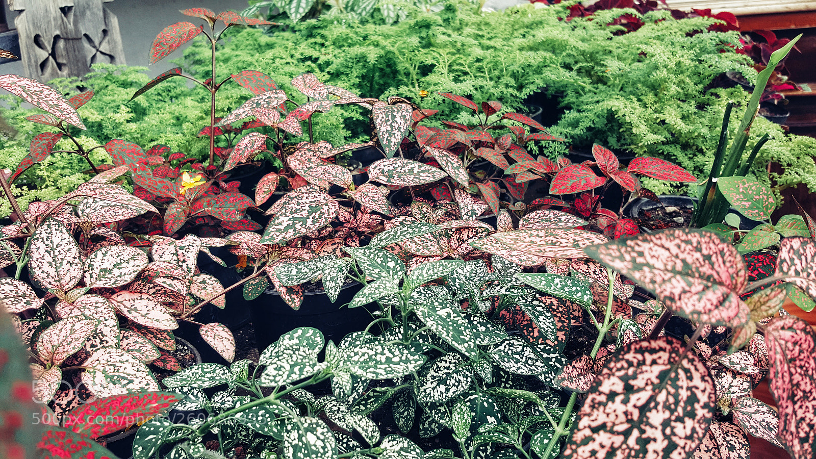 Samsung GALAXY S6 edge sample photo. Untitled photography