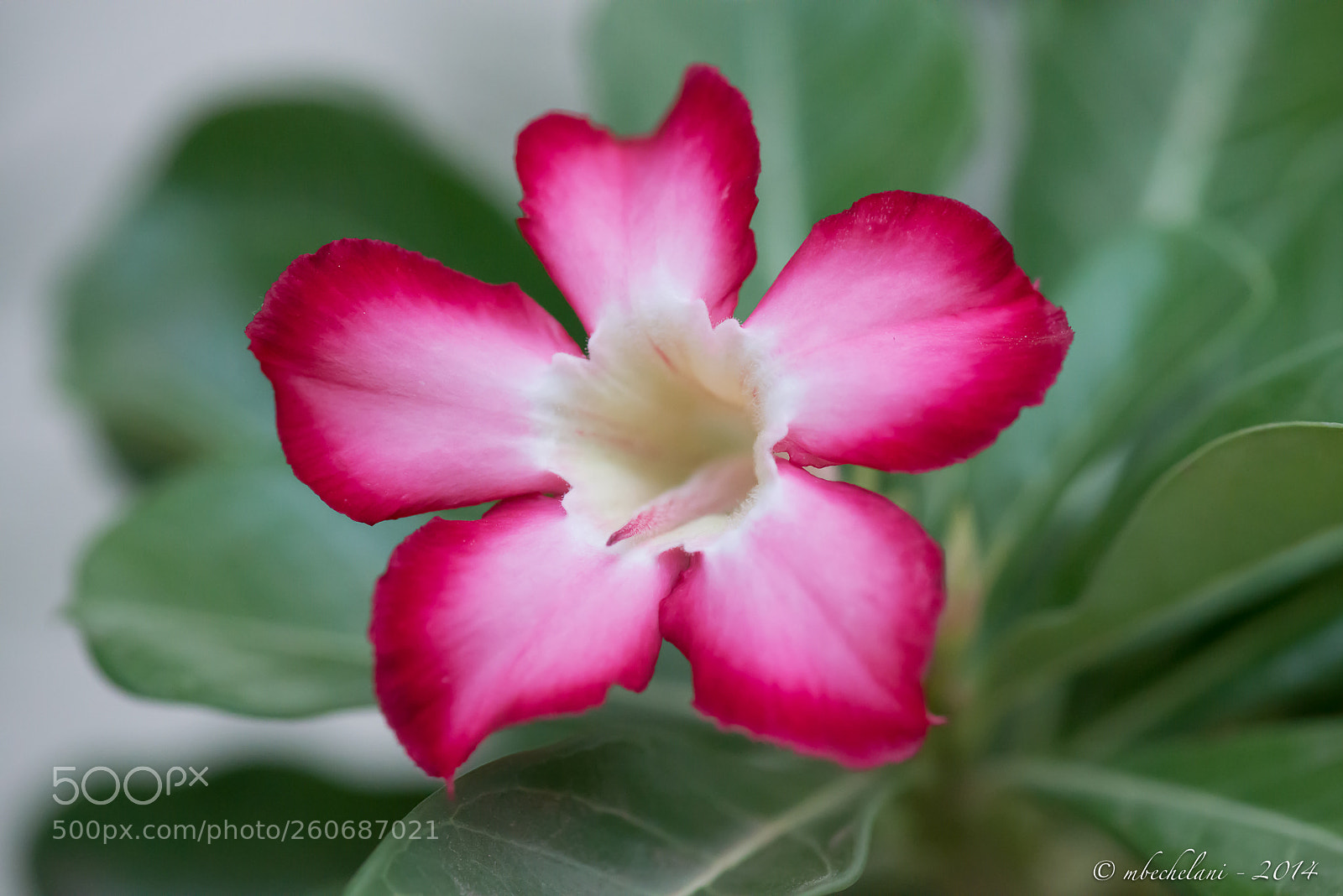 Nikon D800 sample photo. Becd o photography