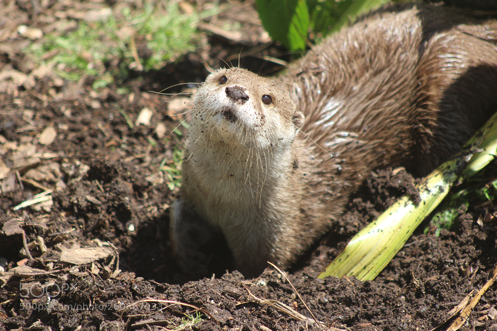 Canon EOS 100D (EOS Rebel SL1 / EOS Kiss X7) sample photo. Otter photography