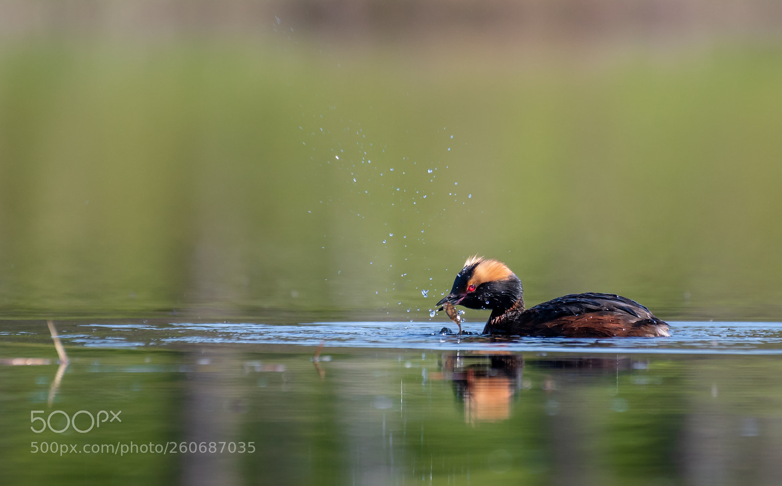 Nikon D500 sample photo. Horned grebe photography