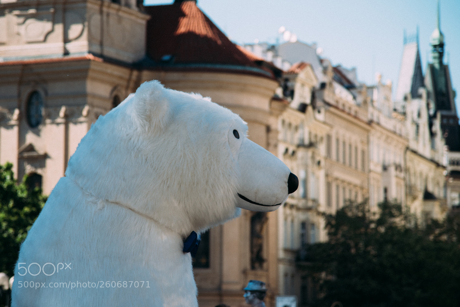 Nikon D750 sample photo. Polar bear photography