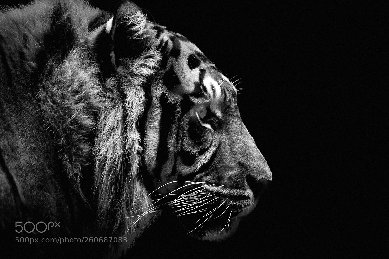 Canon EOS 7D sample photo. The sumatran, bw photography