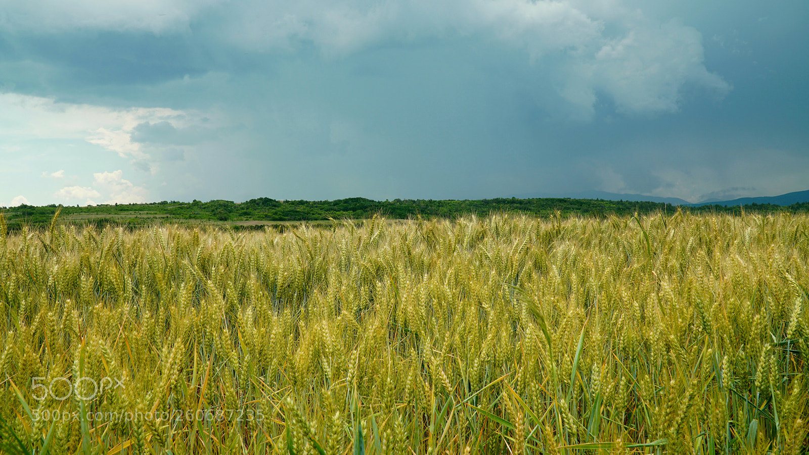 Sony a6300 sample photo. Rain is coming photography
