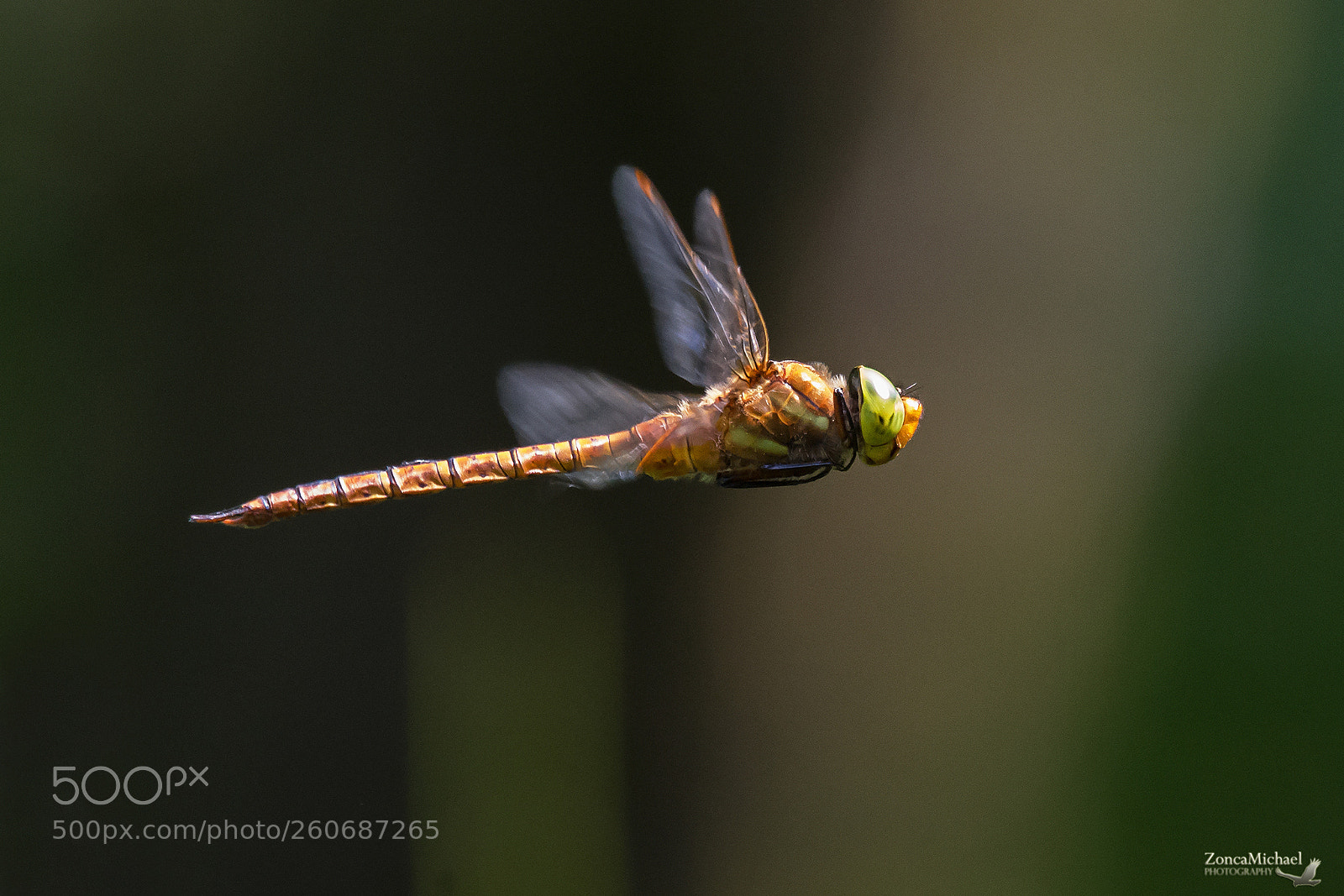 Nikon D7100 sample photo. Libe in volo photography