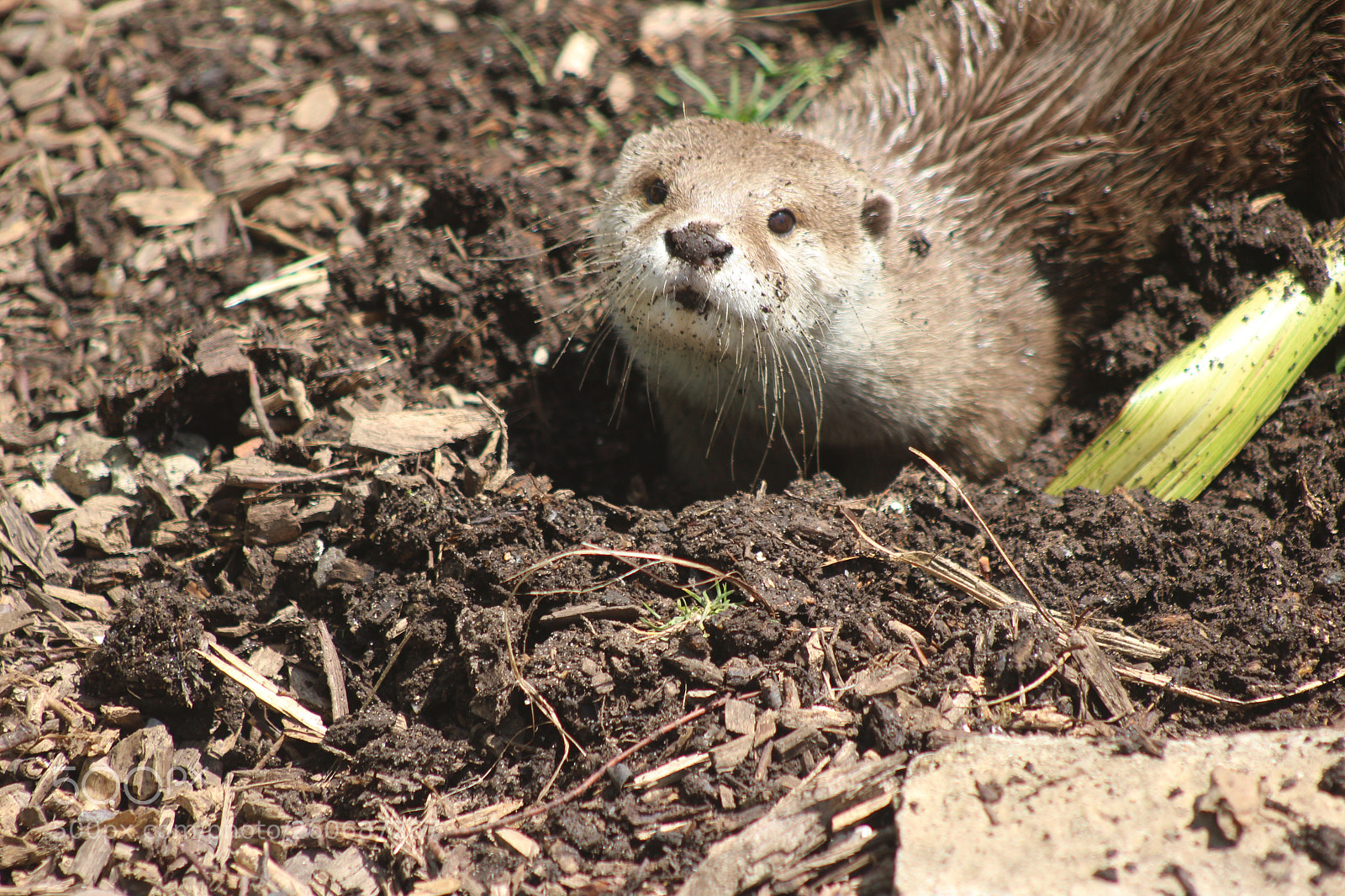 Canon EOS 100D (EOS Rebel SL1 / EOS Kiss X7) sample photo. Otter photography