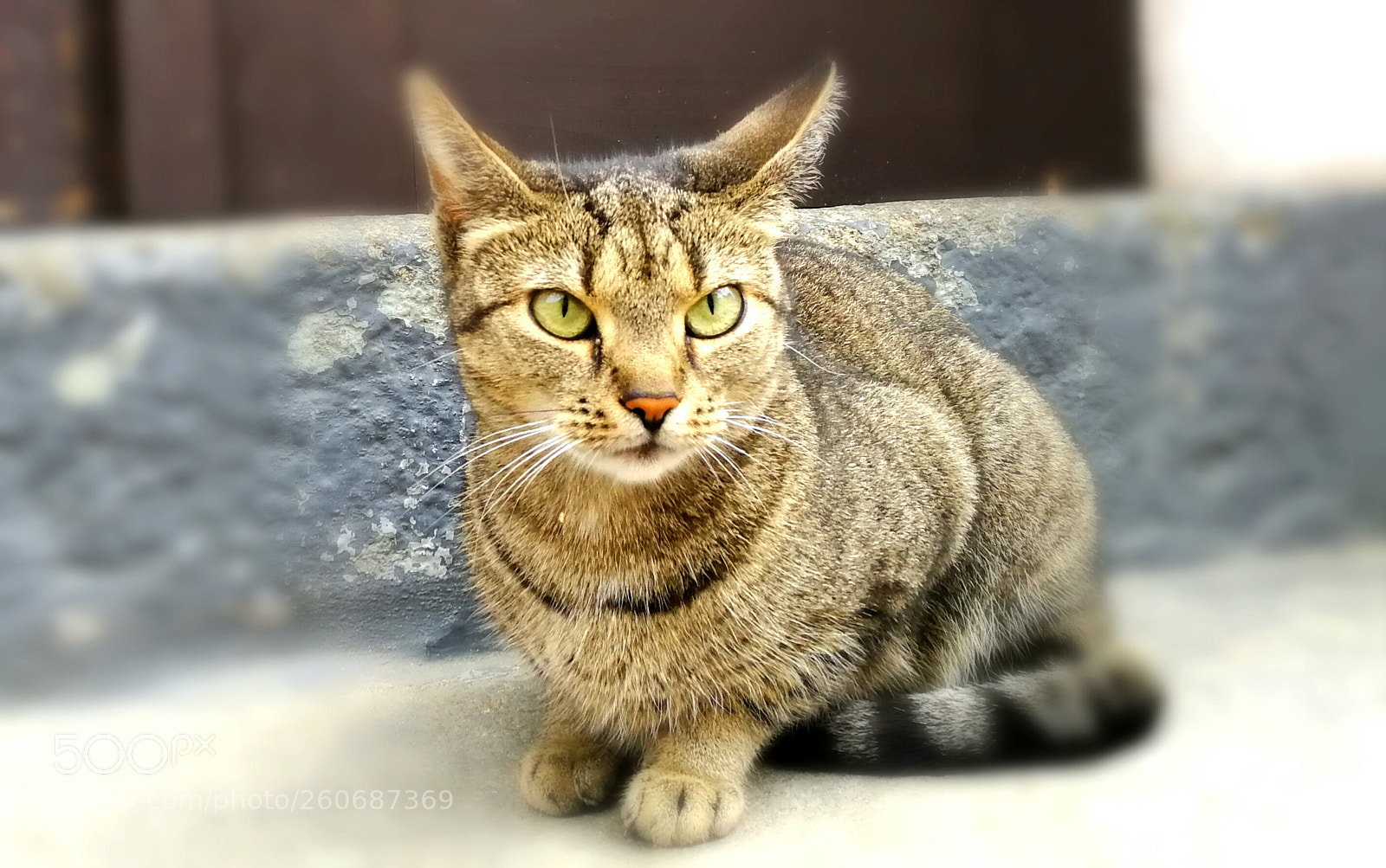 HUAWEI P10 sample photo. Portrait photography