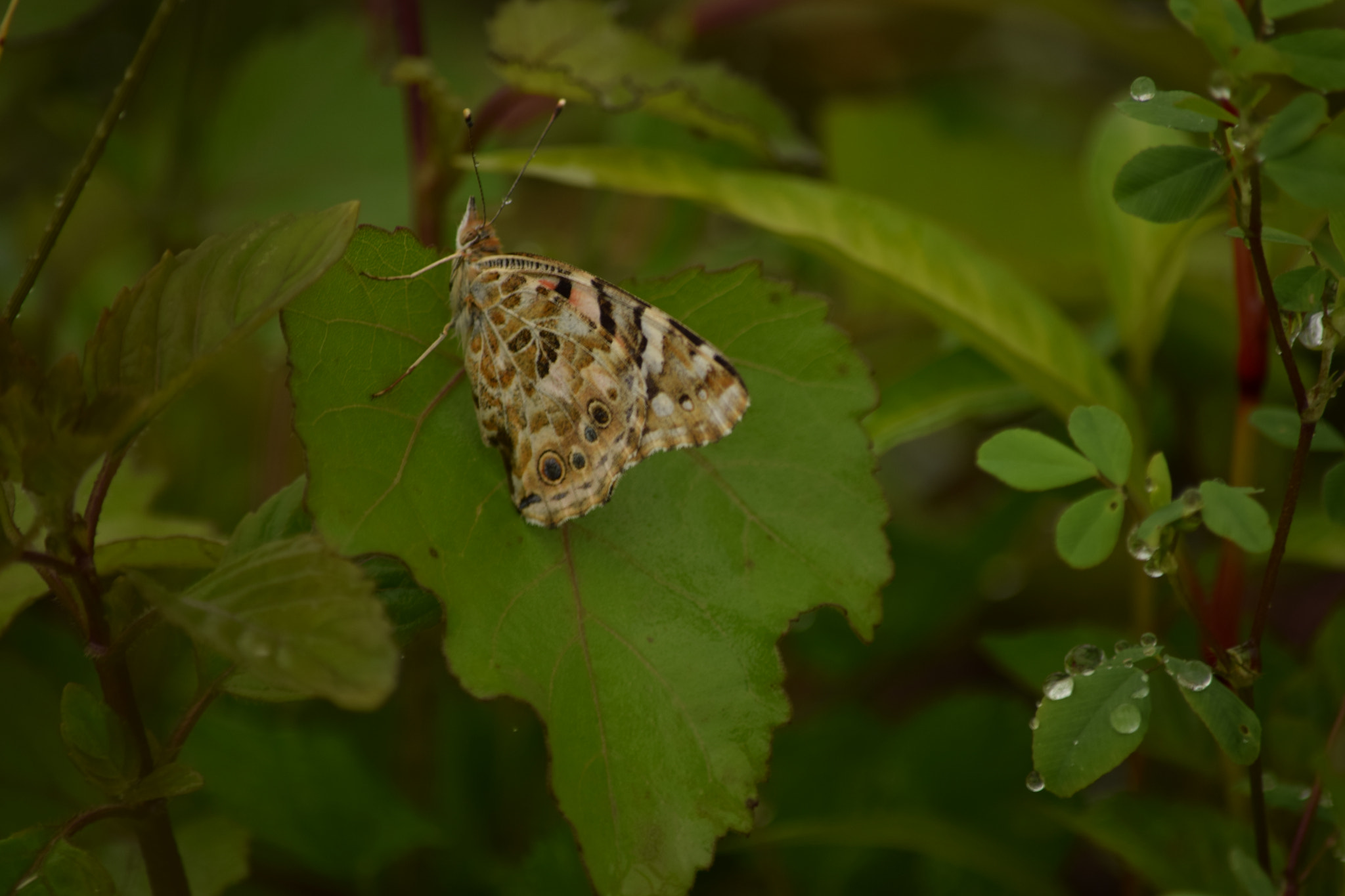 Nikon D3300 sample photo