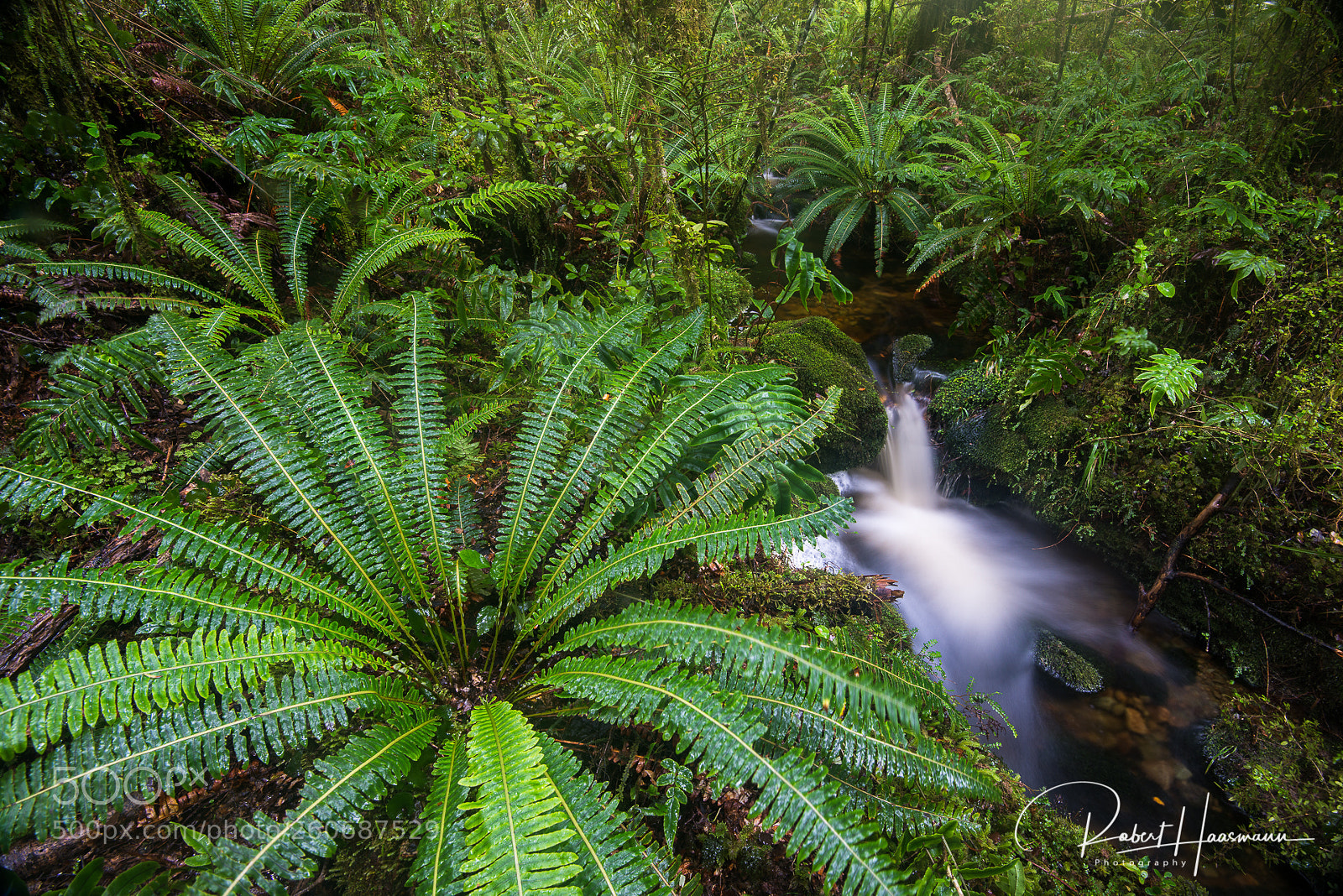 Nikon D800 sample photo. Inside fiordland national park photography