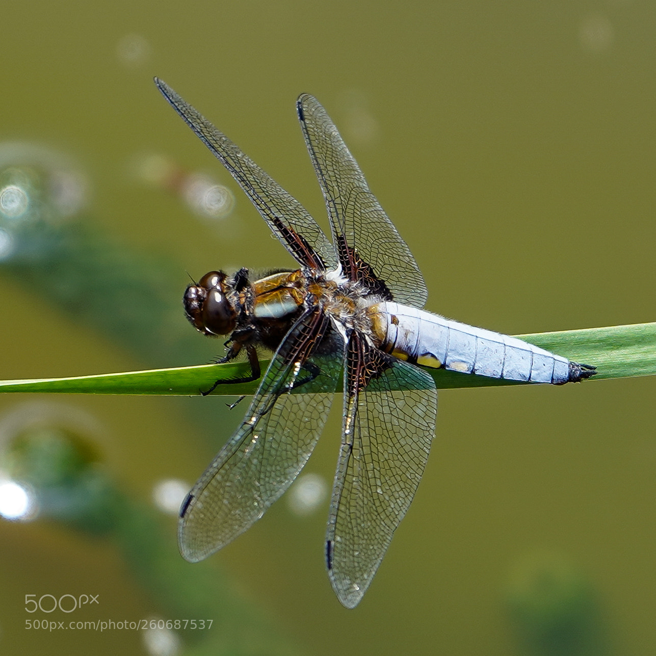 Sony a7 III sample photo. Dragonfly photography