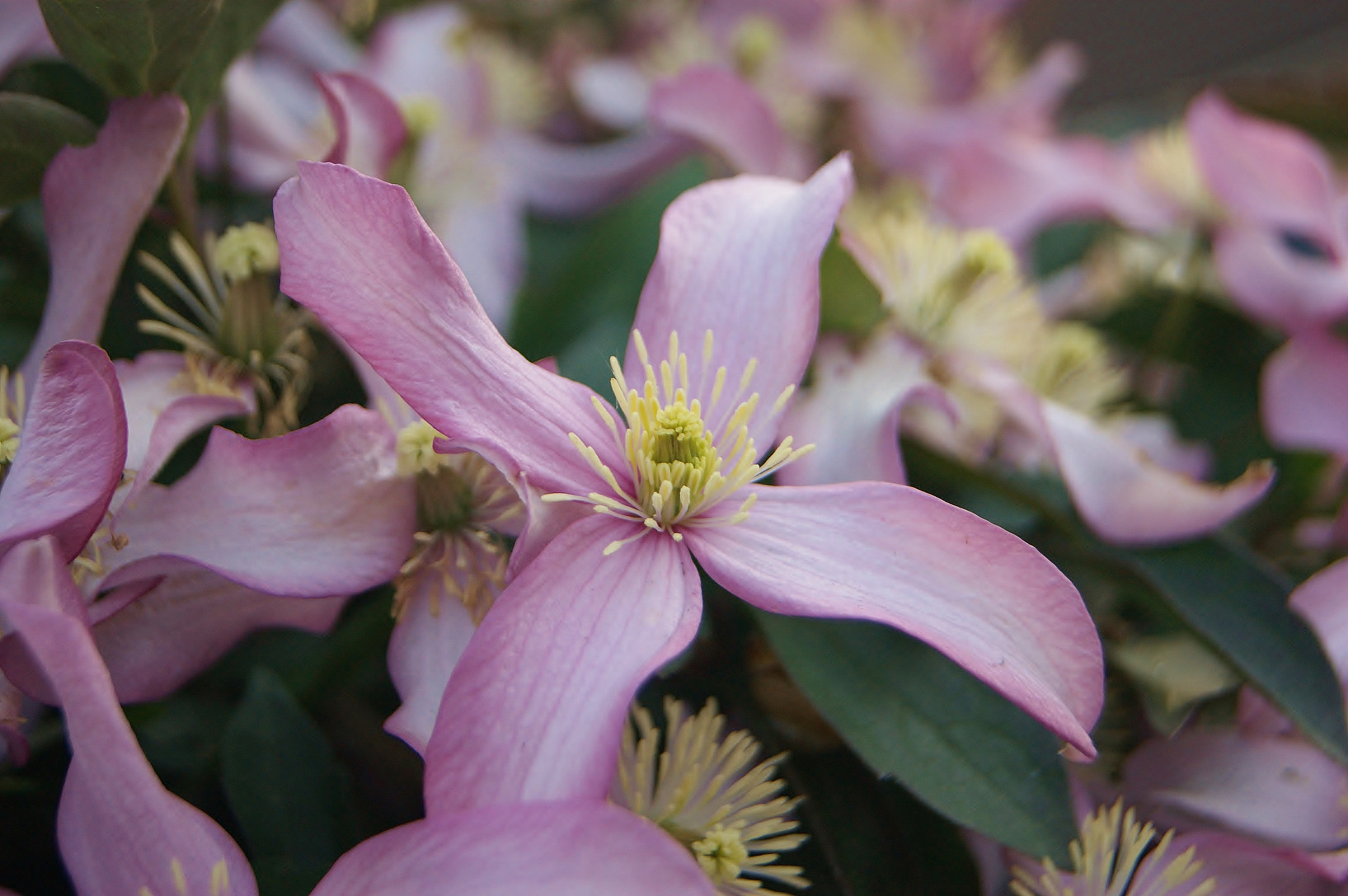 Sony Alpha DSLR-A380 sample photo. A sunset blooming ... photography