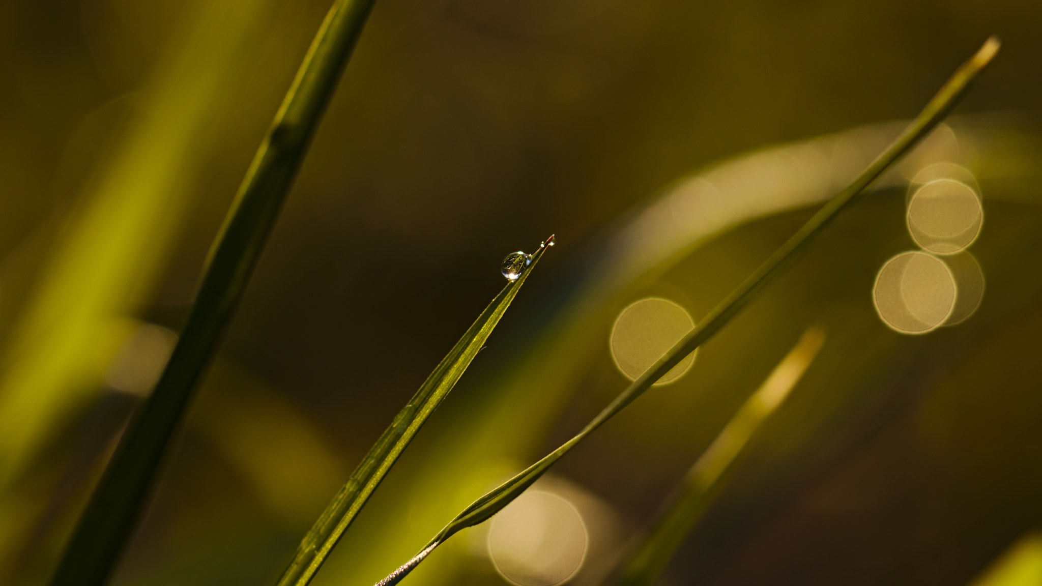 Canon EOS 80D + Canon EF 100mm F2.8L Macro IS USM sample photo. Dew on a blade of grass photography