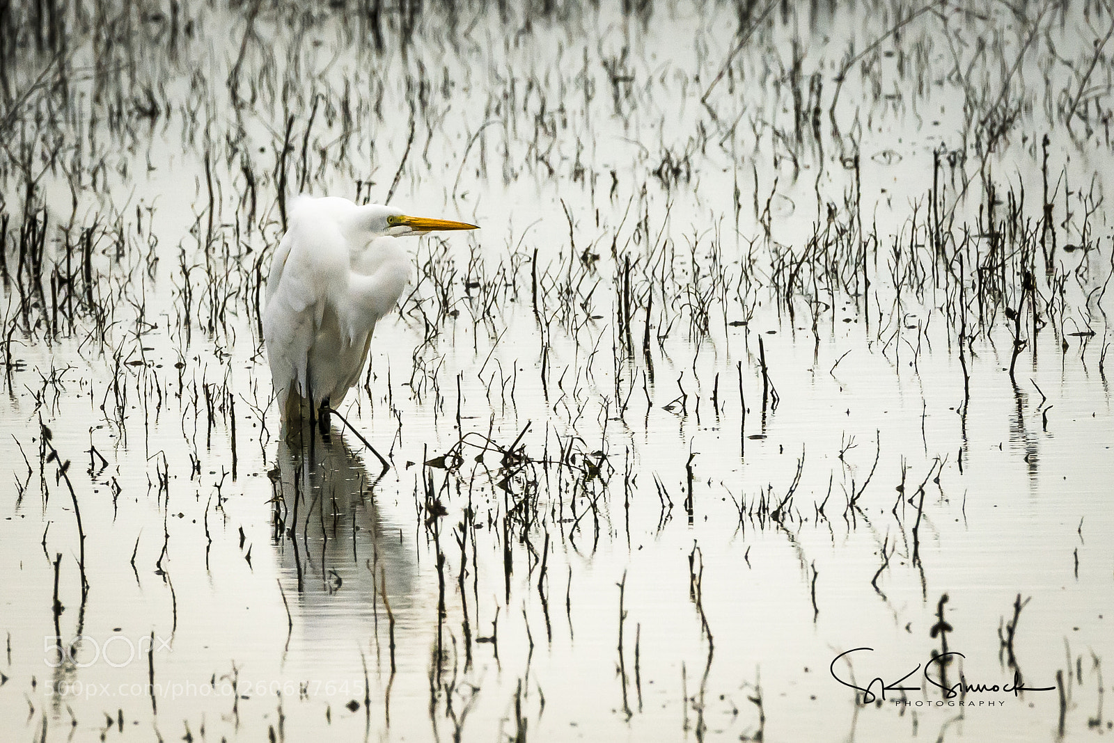 Nikon D800 sample photo. Great white egret photography