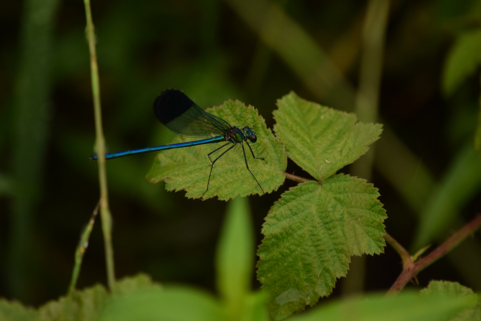 Nikon D3300 sample photo