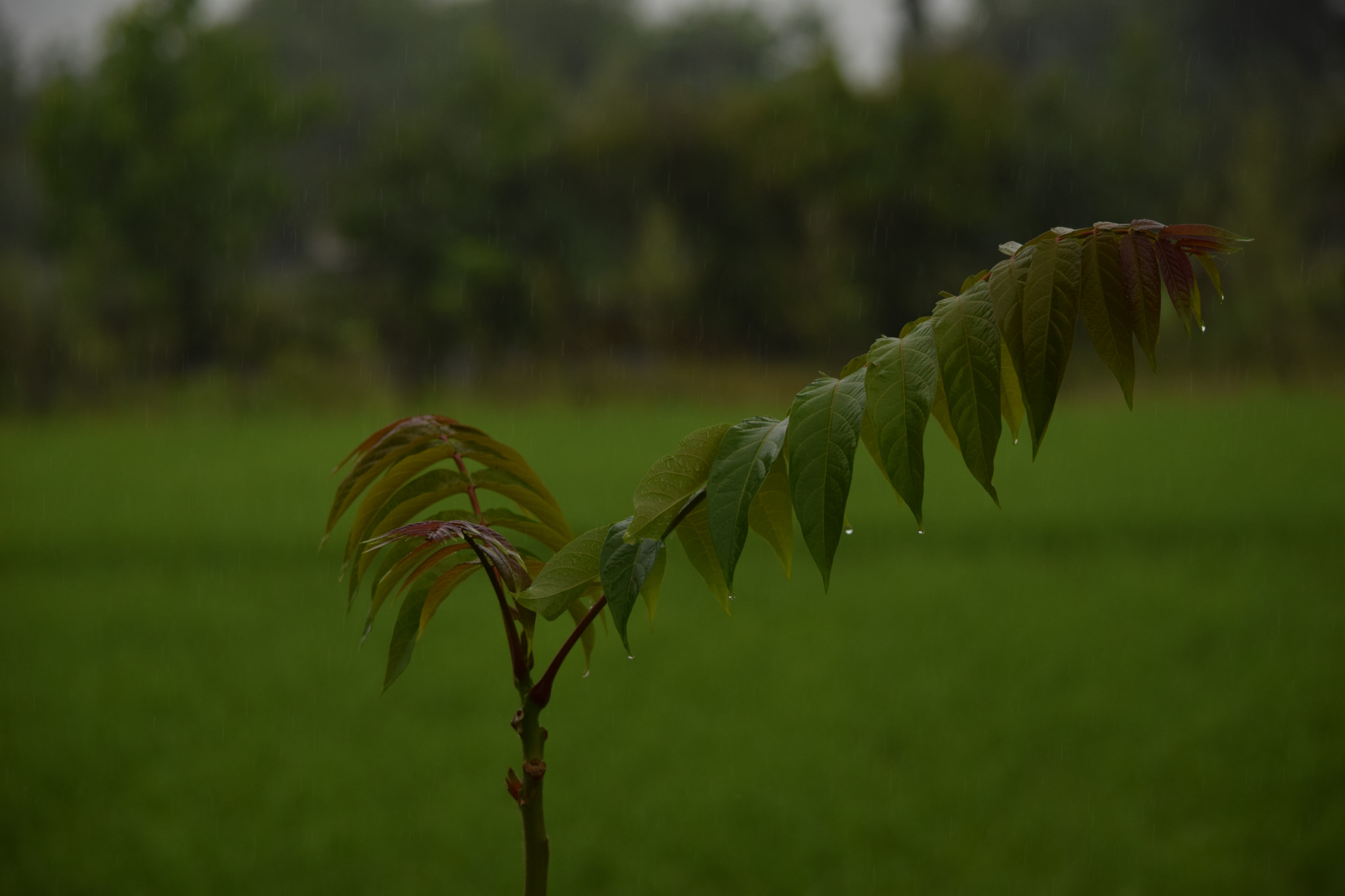 Nikon D3300 sample photo