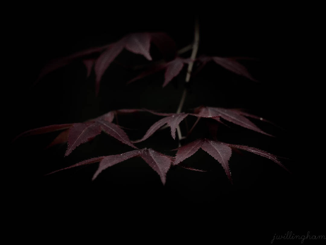 Olympus PEN E-PM2 sample photo. Maple leaves photography