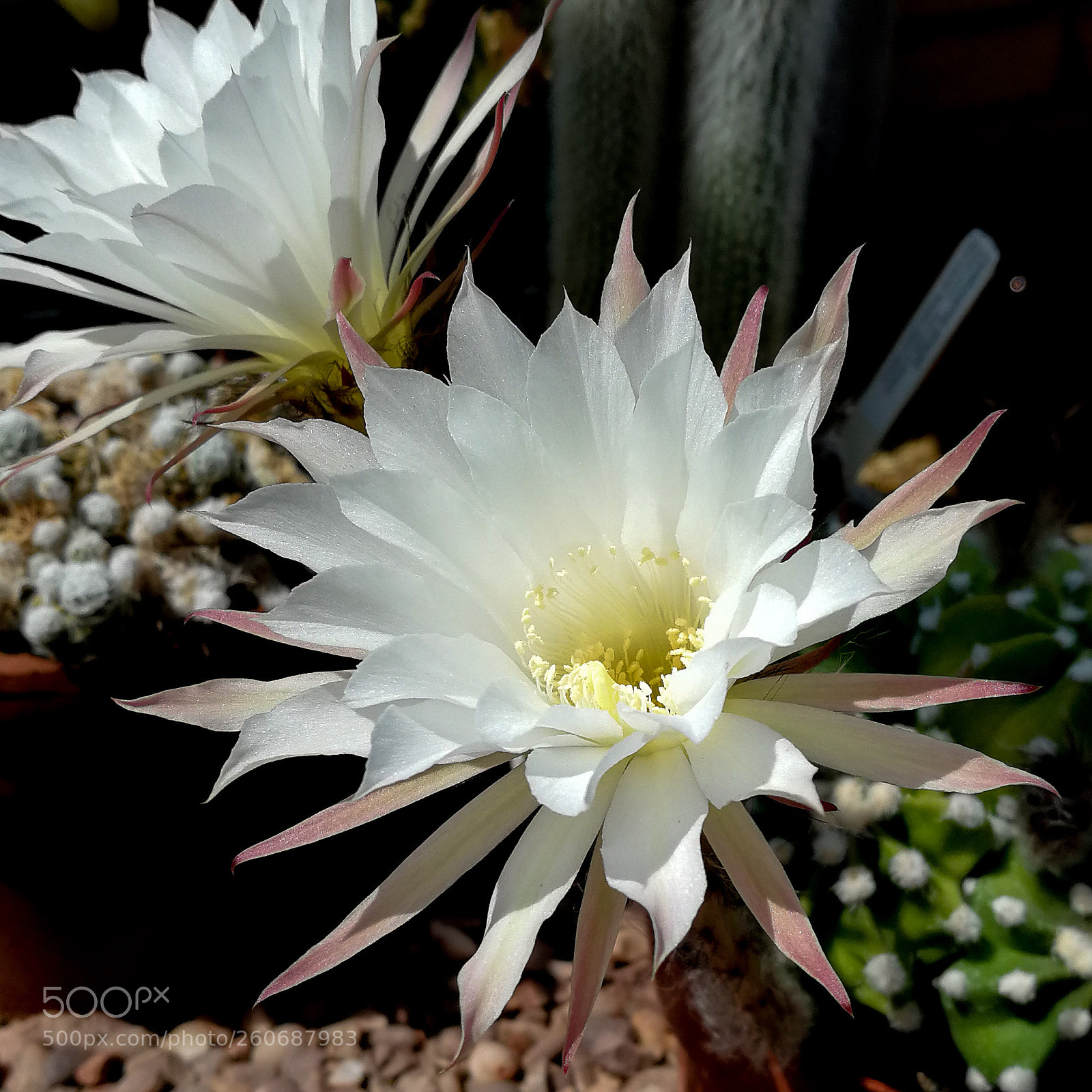 HUAWEI P10 sample photo. Dad's cactus in flower. photography