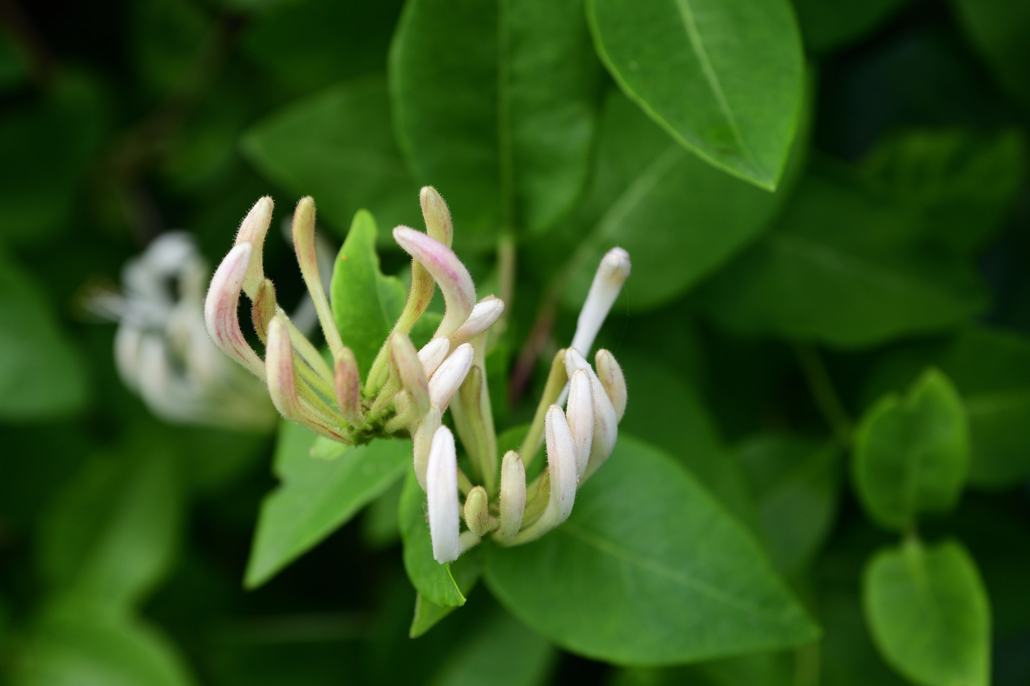 Nikon D850 + Sigma 24-70mm F2.8 EX DG Macro sample photo. Flower shapes ii photography