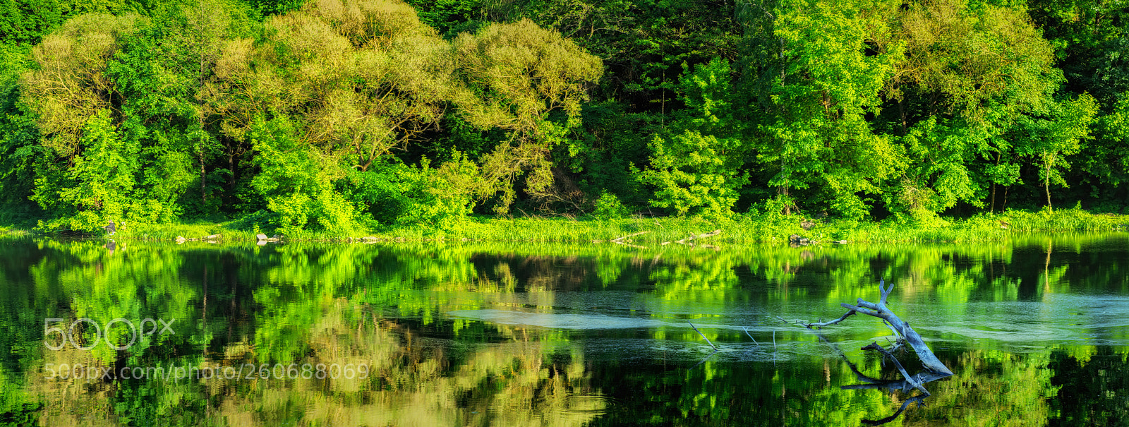 Nikon D800E sample photo. Evening sun photography