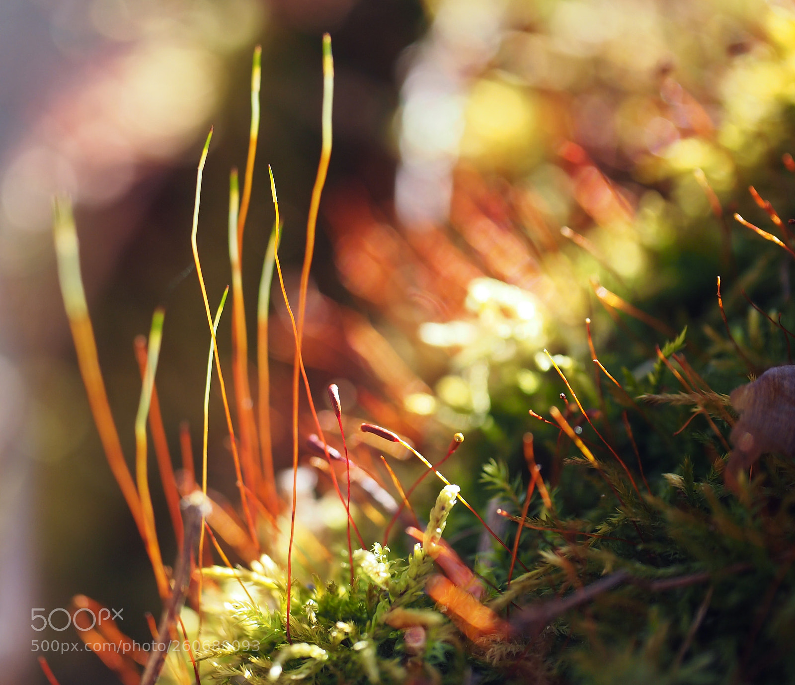 Olympus PEN E-PL3 sample photo. From the forest photography