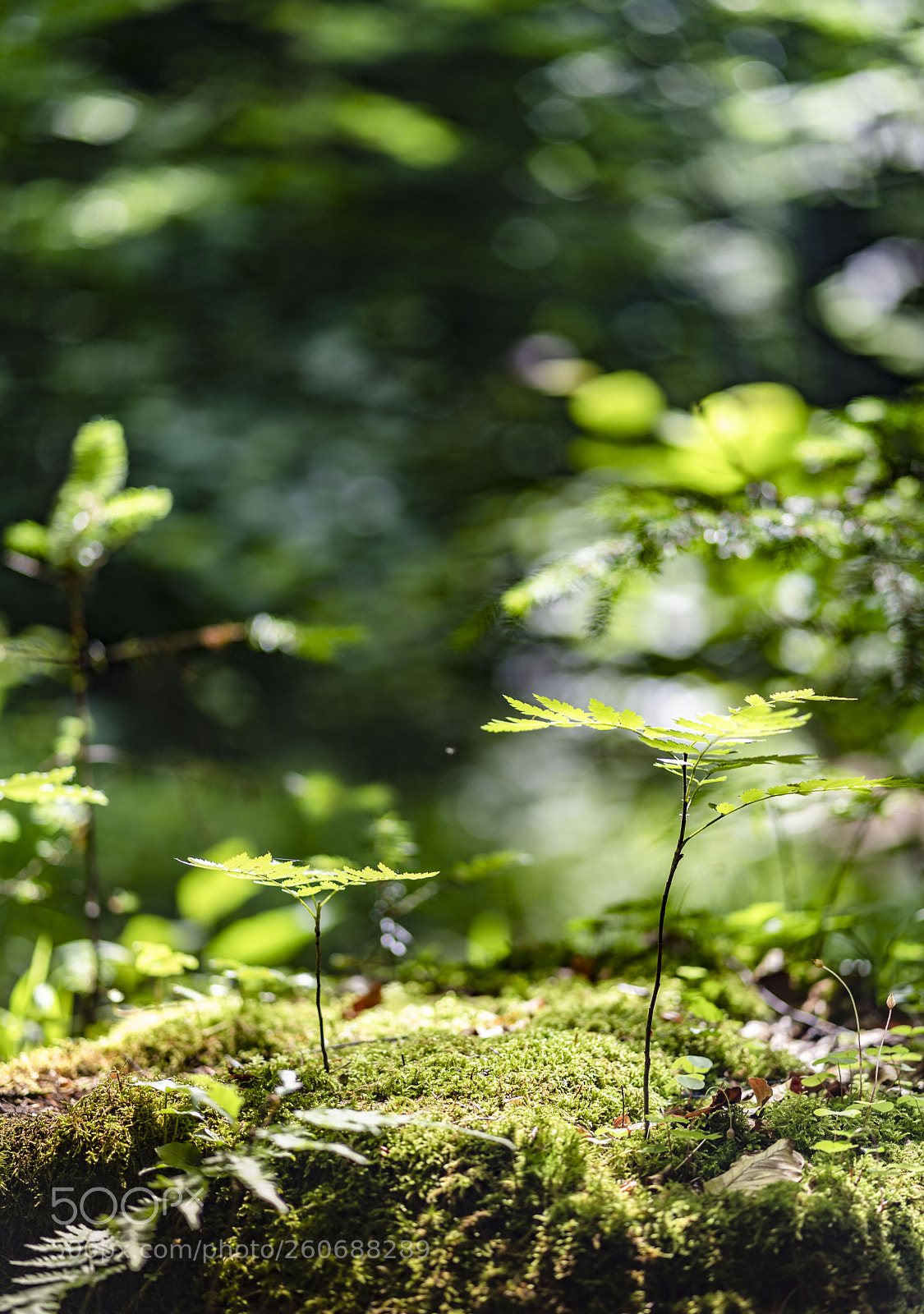 Sony a7 III sample photo. Hiking in the jura photography