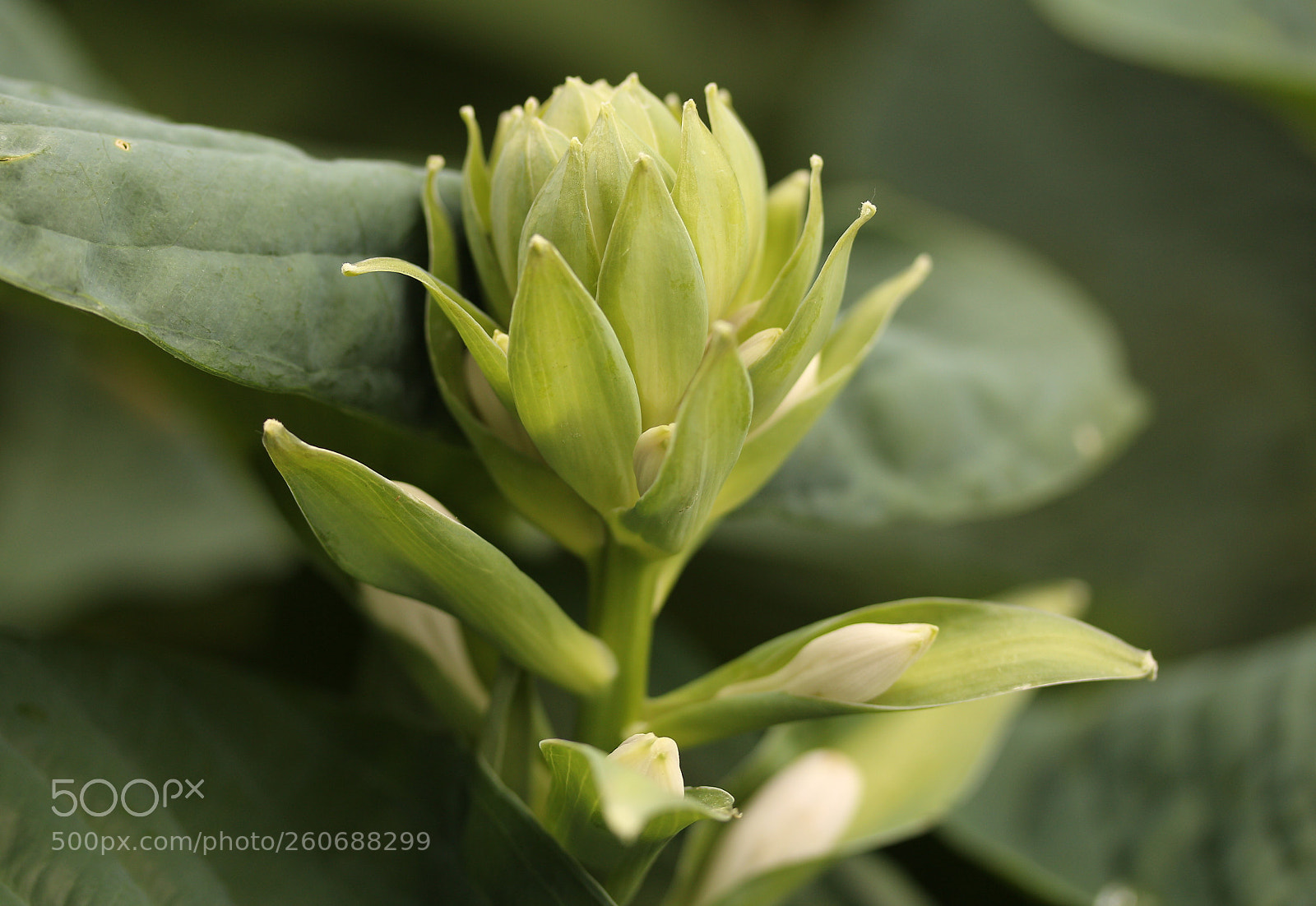 Canon EOS 700D (EOS Rebel T5i / EOS Kiss X7i) sample photo. Another evolving beauty to photography