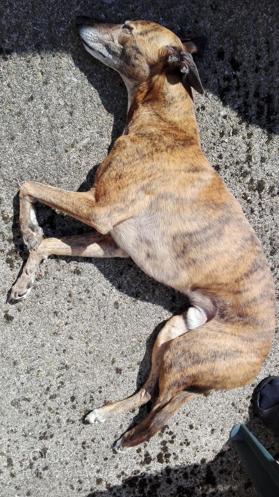 HUAWEI P8 Lite sample photo. It's a dog's life photography