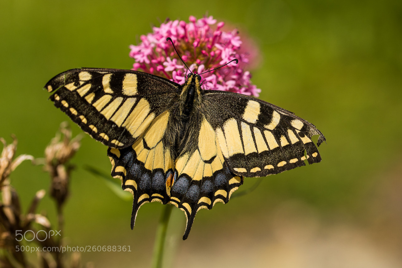 Canon EOS 5D Mark IV sample photo. Dovetail photography