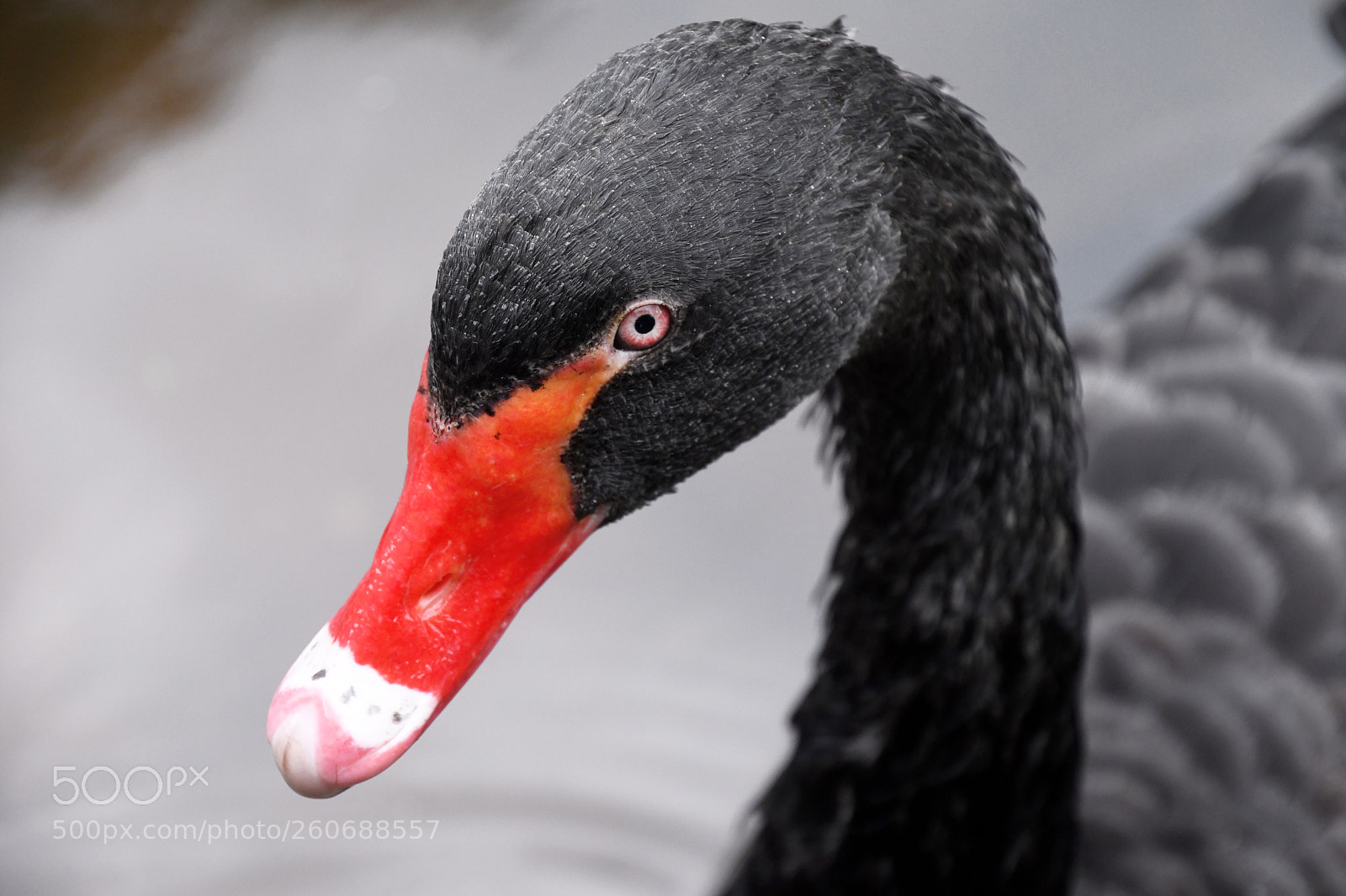 Nikon D7500 sample photo. Black swan!  photography