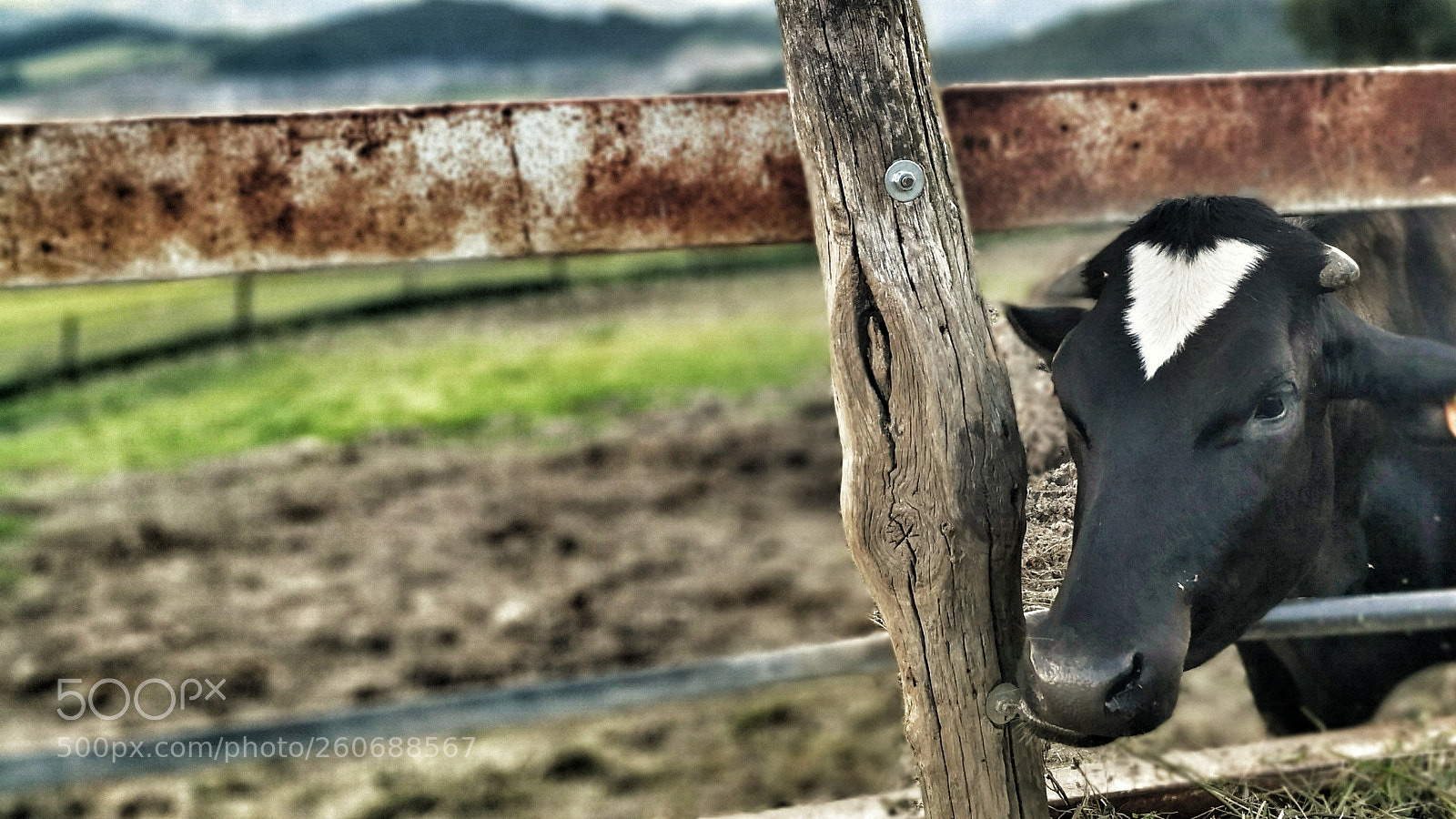 HUAWEI Mate 10 Pro sample photo. Untitled photography