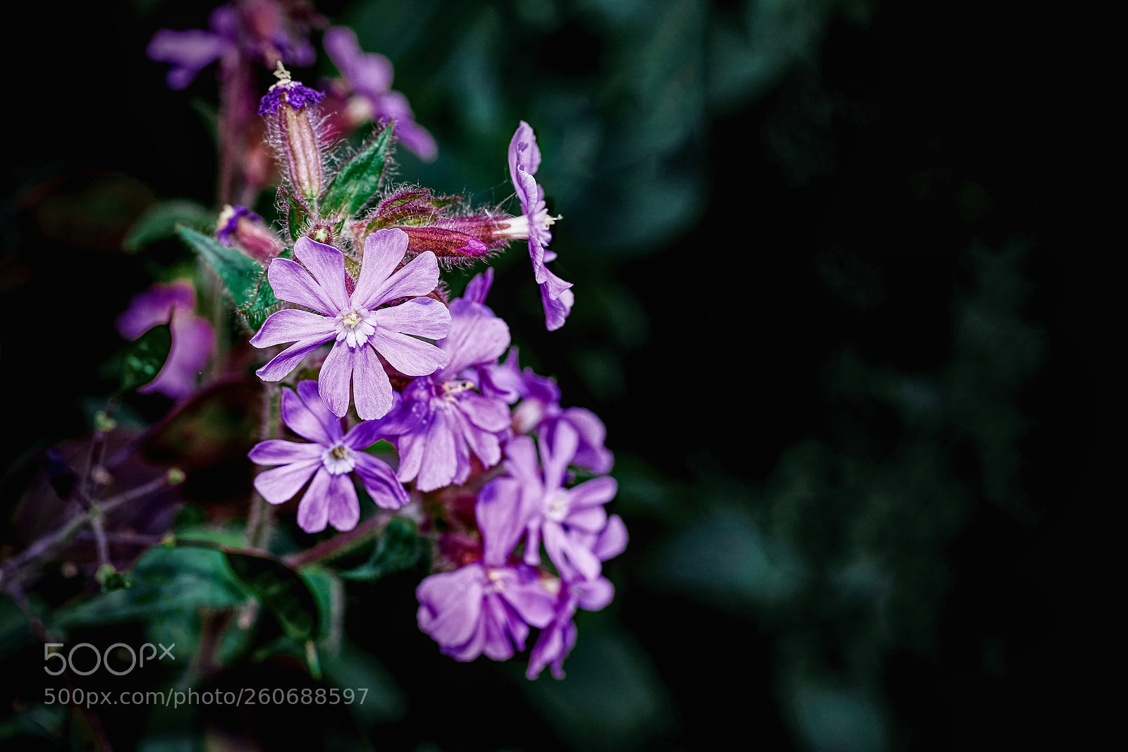 Sony a6000 sample photo. Purple flowers photography