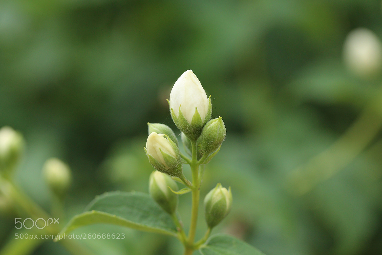 Canon EF-S 60mm F2.8 Macro USM sample photo. White top photography