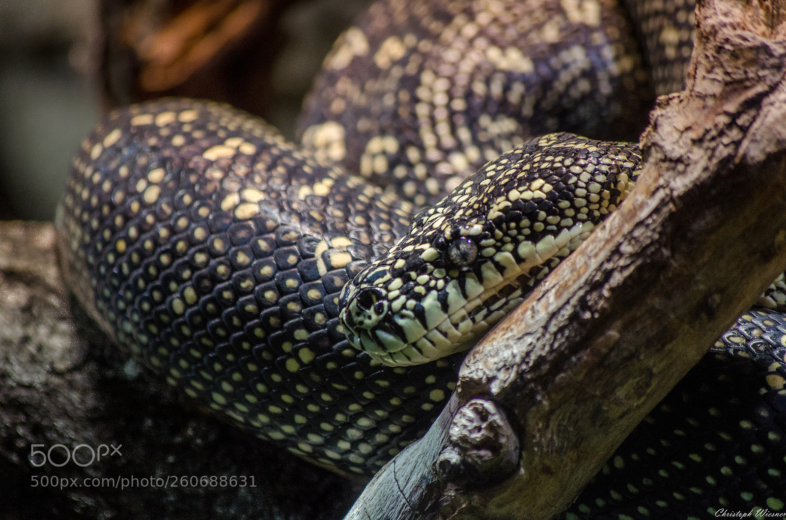 Nikon D5100 sample photo. He can see you photography