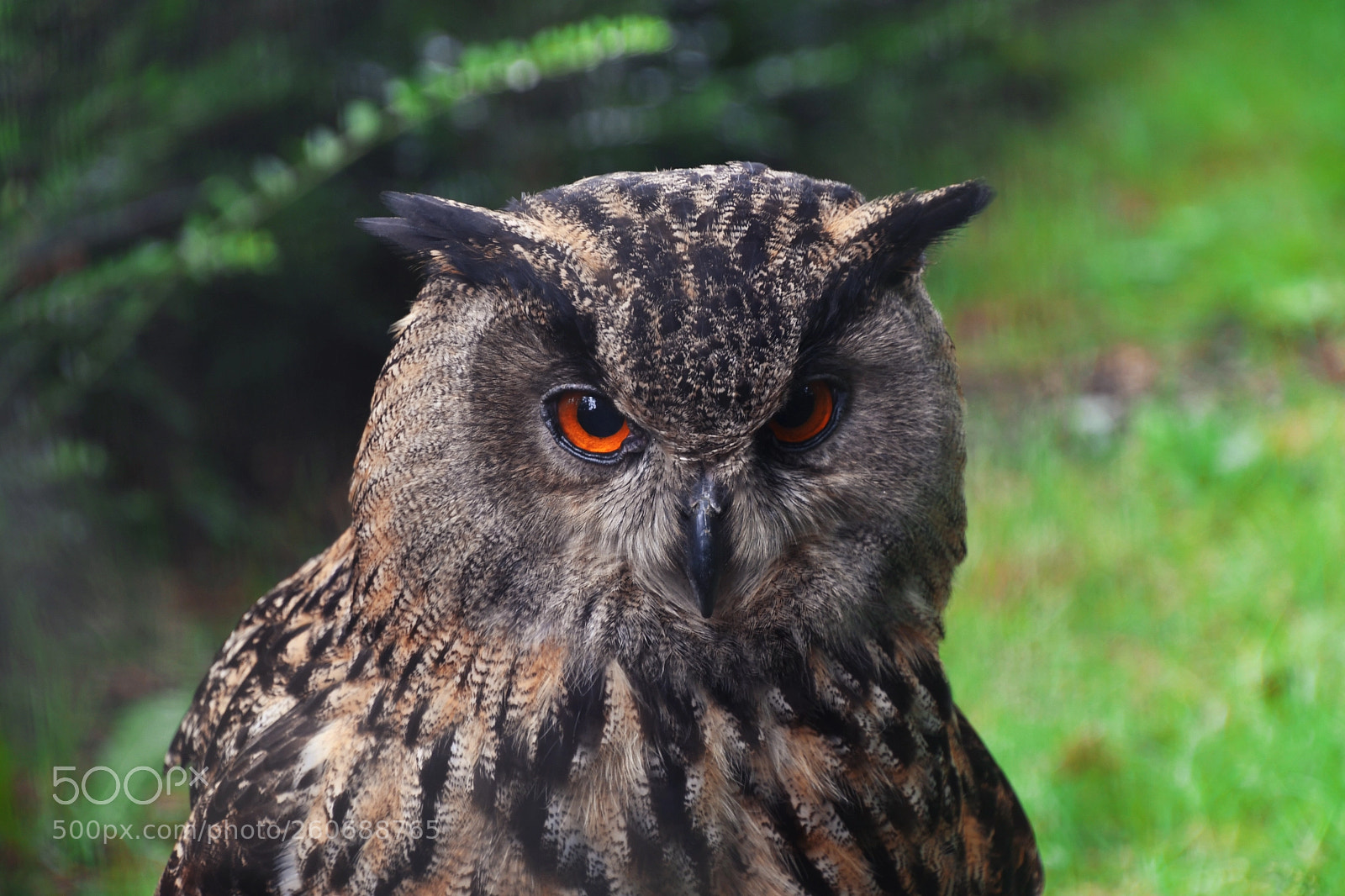 Nikon D7500 sample photo. Owl! photography
