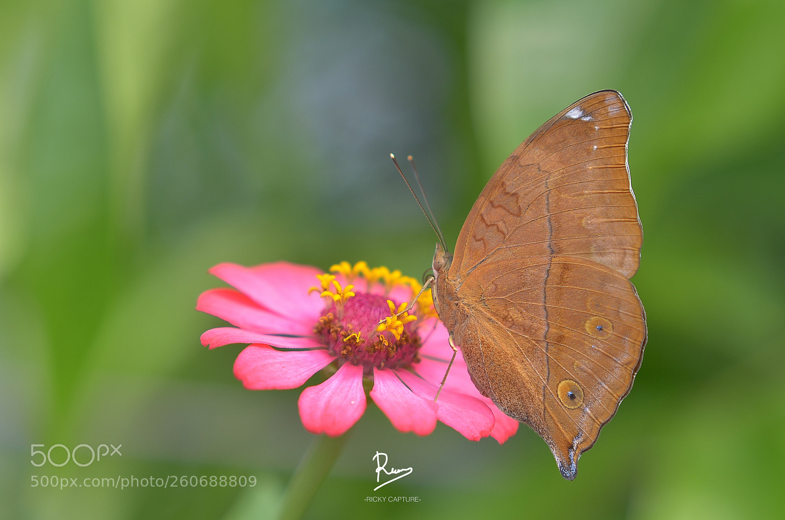 Nikon D7000 sample photo. Stand over an elegant photography